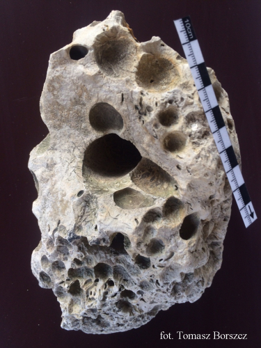 Fragment wybrzeża ze skał mezozoicznych z drążeniami mioceńskich organizmów