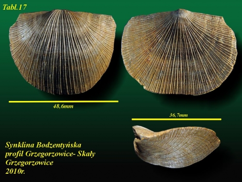 Xystostrophia umbraculum (Schellwienella umbraculum)(SCHLOTHEIM, 1820) - eifel wyższy