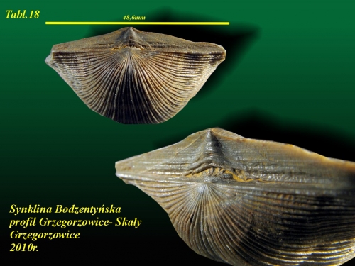 Xystostrophia umbraculum (Schellwienella umbraculum)(SCHLOTHEIM, 1820) - eifel wyższy