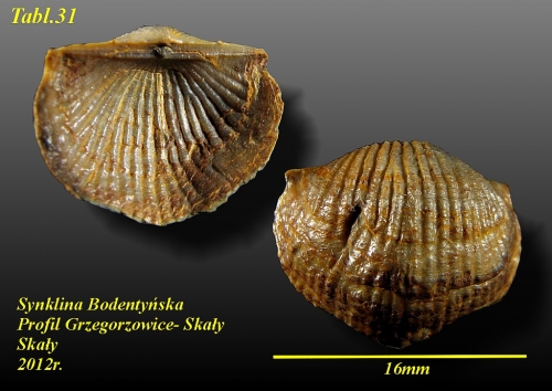 Devonaria zeuschneri (Sobolew 1909) - eifel wyższy