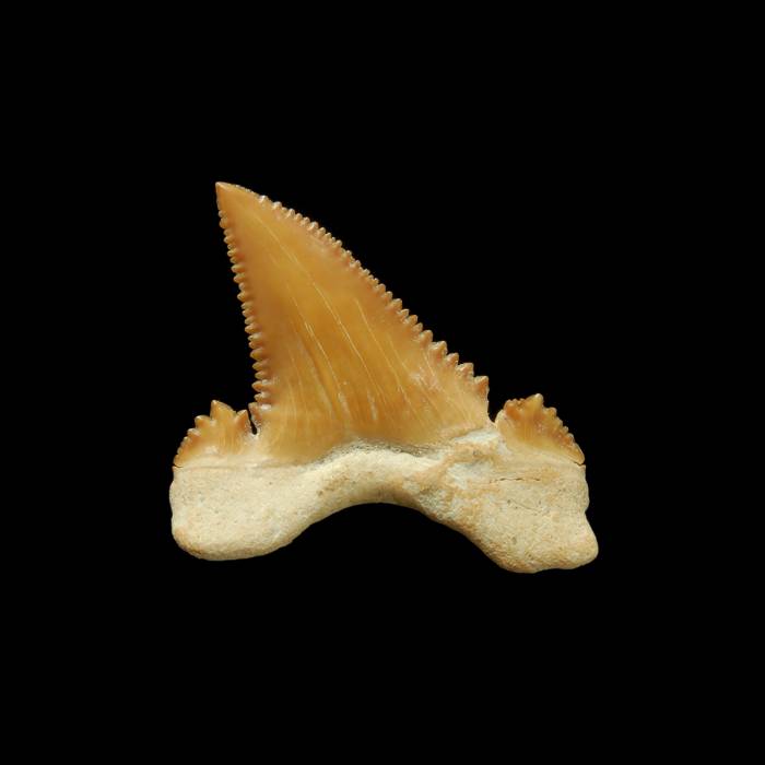 Palaeocarcharodon orientalis