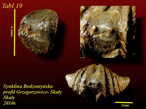Deliella deliae HALAMSKI, 2004- eifel wyższy - Tabl.7 - na Eleutherokomma diluvianoides