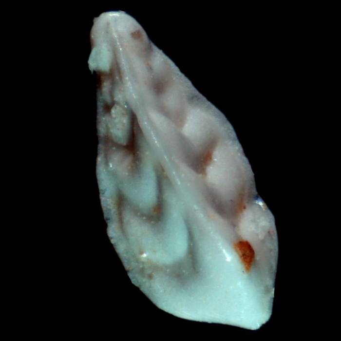 Tristix somaliensis